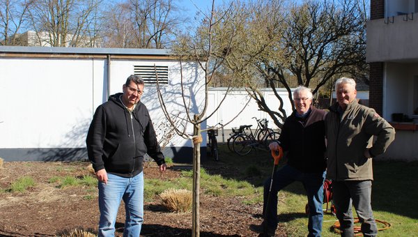 Es wird von 3 Männern ein ca. 175cm großer Setzling in den Garten des Erich Wandel Zentrum gesetzt. Zu sehen sind links, Herr Apelt, Heimleitung und rechts 2 Männer des Vereins "Lippstadt wird Grün".